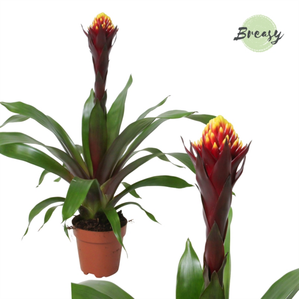 Guzmania Rockyflower Akabar