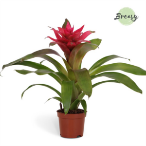 Guzmania Etude