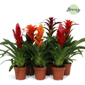 Bromelia Classic mix