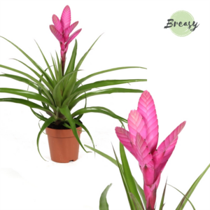 Tillandsia Antonio