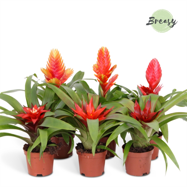 Bromelia Classic mix