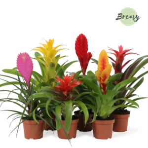 Bromelia Cupcake mix