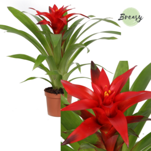 Guzmania Blitz