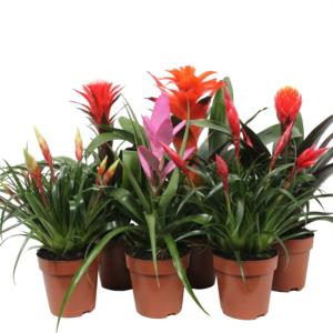 Bromelia Royal Cupcake mix