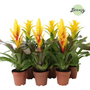 Bromelia Yellow