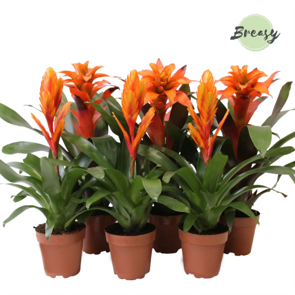 Bromelia Orange