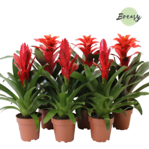 Bromelia Red