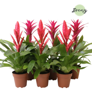 Bromelia Pink