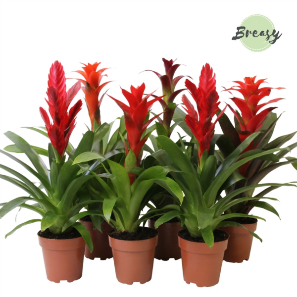 Bromelia Urban mix