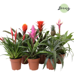 Bromelia Royal Green mix