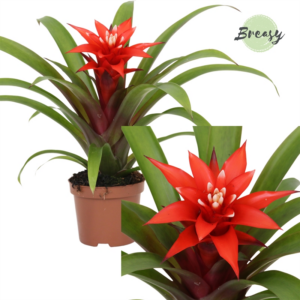 Guzmania Confetti