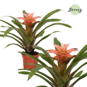 Guzmania Elise