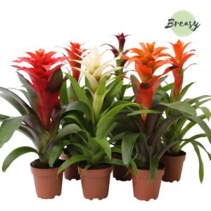 Guzmania Classic Mix