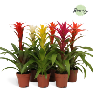 Guzmania Suerte Cupcake Mix