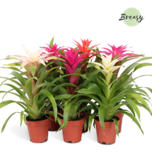 Guzmania Sweet