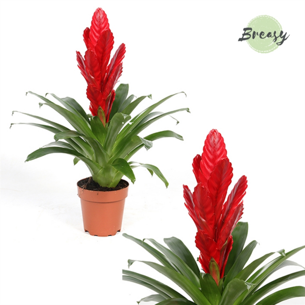 Vriesea Intenso Red