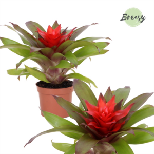 Guzmania Lorena