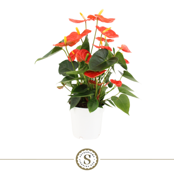 Anthurium Orange Champion