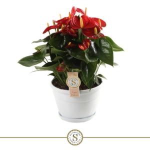 Anthurium Red Champion