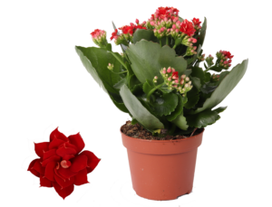 Kalanchoe Rosalina Don Justino