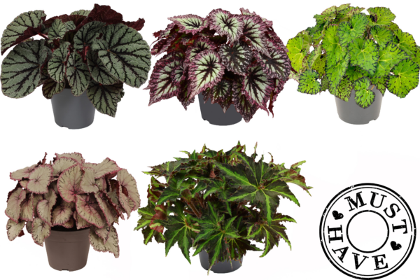 Begonia Rex mix