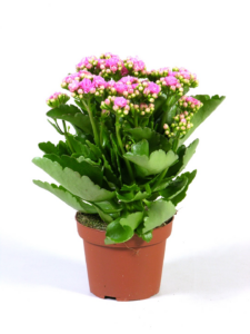 Kalanchoe Rosalina Don Nando