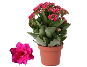 Kalanchoe Rosalina Don Victorio