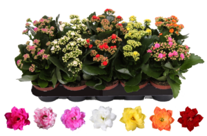 Kalanchoe mix