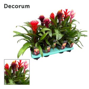 Guzmania mix