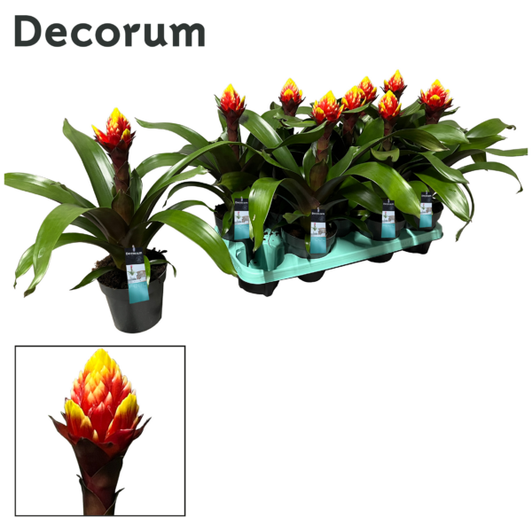 Guzmania Crown