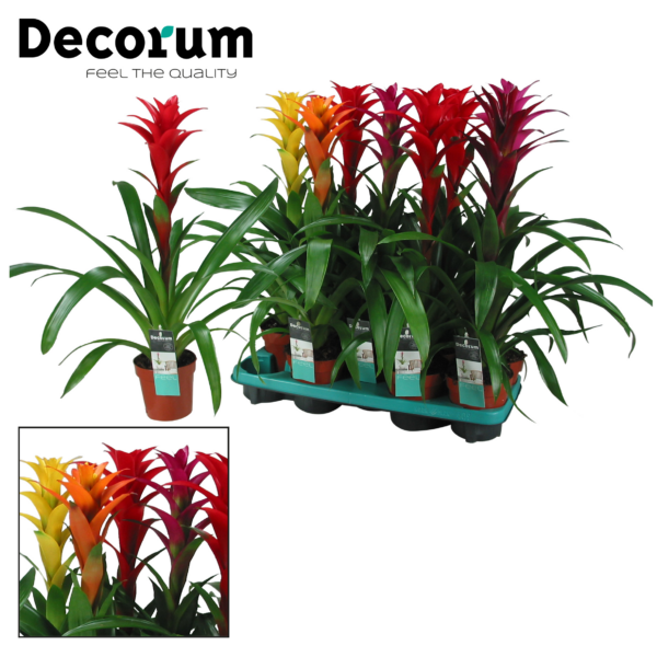 Guzmania Maxima Mix