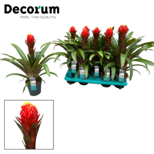 Guzmania Punta