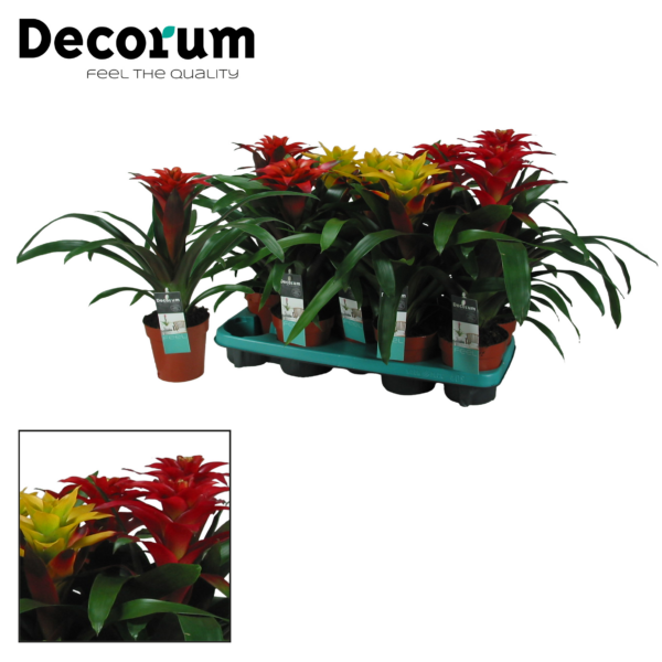 Guzmania Squarosa Mix