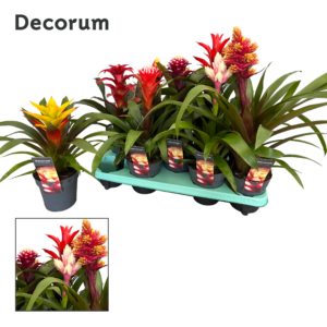 Guzmania Mix