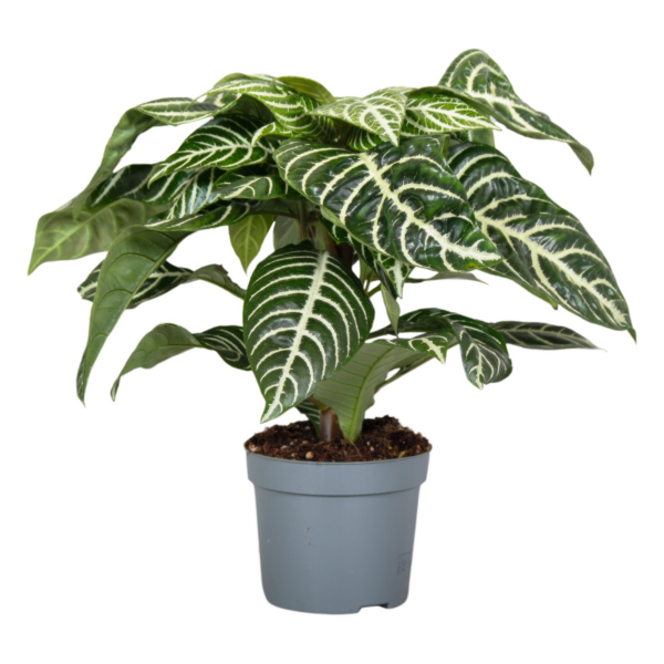 Aphelandra Green Botanica