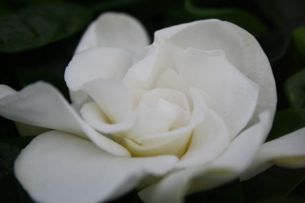 Gardenia Jasminoides