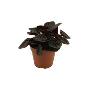 Peperomia Chocolat