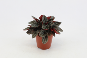 Peperomia Santorini