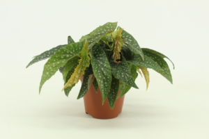 Begonia cane Double Dot