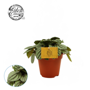 Peperomia Mistique