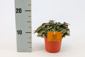 Tradescantia Zebrina Compacta