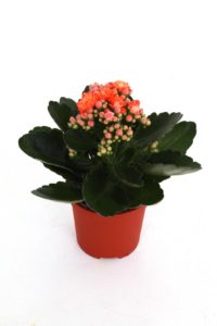 Kalanchoe Rosalina Don Pedro