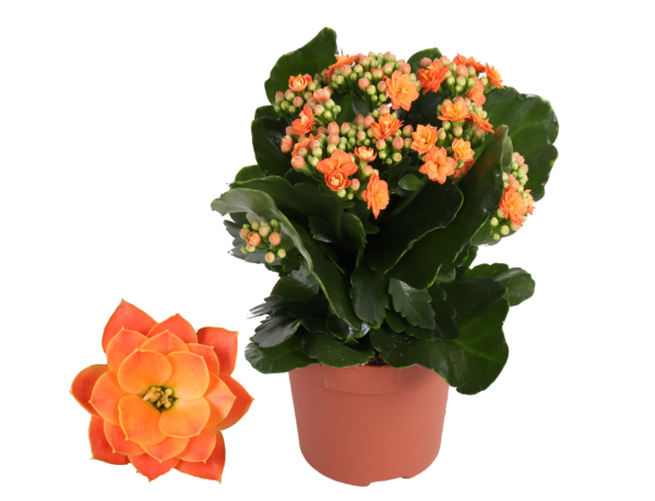 Kalanchoe Rosalina Don Pedro