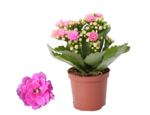 Kalanchoe Rosalina Don Nando