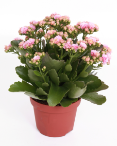 Kalanchoe Rosalina Don Alano