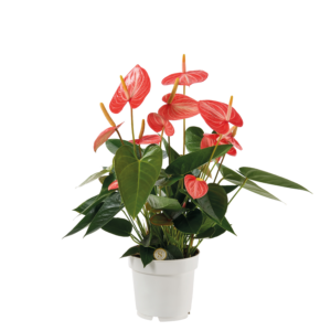 Anthurium Livium Orange