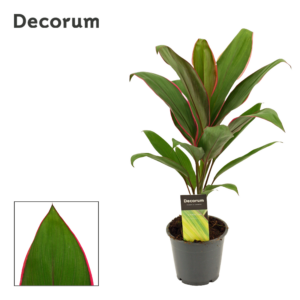 Cordyline Salsa