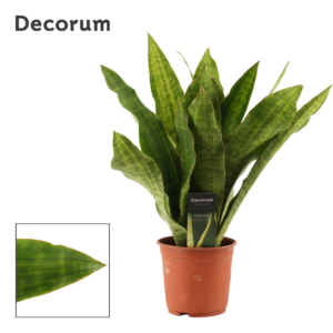 Sansevieria Aubrytiana Nite Lite