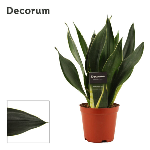 Sansevieria Black Diamond