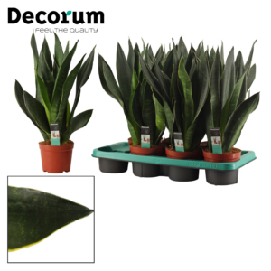 Sansevieria Black Diamond